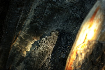 Wood texture of burnt tree after fire