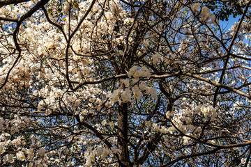 Ipes white tree flowering grove in the municipality of Marilia
