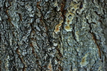 Trunk of an old tree with very interesting structure