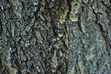 Trunk of an old tree with very interesting structure
