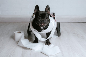 Disabled animal, French bulldog dog in wheelchair, entangled in toilet paper after playing