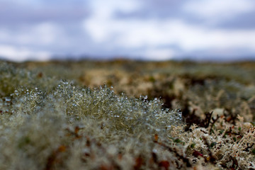 reindeer moss