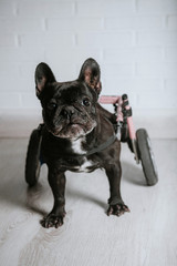 Disabled animal, French bulldog dog in wheelchair