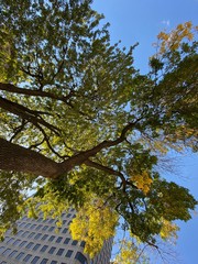 Mont Royal Park, Montreal - Canada. Park around the city of Montreal in Quebec. Simply gorgeous! Nature is beautiful and alive in connection with the city. September 2019.