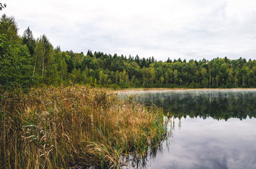 Fototapeta premium Cane on the lake in the autumn time period. Autumn landscape in the park with a lake.
