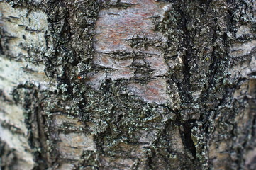 Trunk of an old tree with very interesting structure