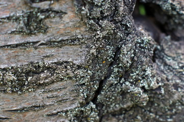 Trunk of an old tree with very interesting structure