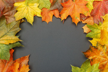 Naklejka na ściany i meble Colorful autumn maple leaves as frame on black background. Autumn mockup for your design.