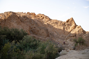 Landscape Desert Green Spot