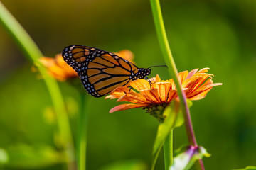 orange flower with orange black butterfly on top side view