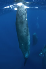 sperm whale, physeter macrocephalus, Indian Ocean	