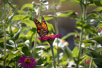 butterfly flapping wings on pink flower 