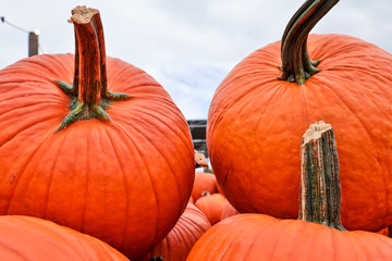 Orange pumpkins in a random pile stock photo