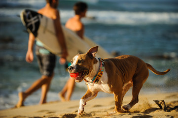 American Pit Bull Terrier dog outdoor