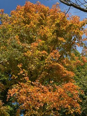 Nature Parks, Hamilton, ON - Canada. Parks around the city of Hamilton in Ontario. Simply gorgeous! Nature is beautiful and alive in connection with the city. September 2019.