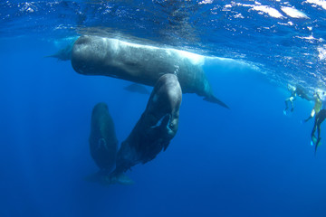 Fototapeta premium sperm whale, physeter macrocephalus, Indian Ocean 