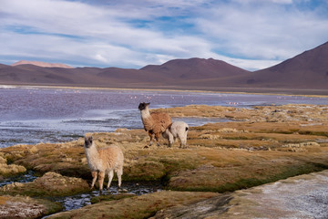Animal Llama y Alpacas en Bolivia Sur America  en su entrono natural