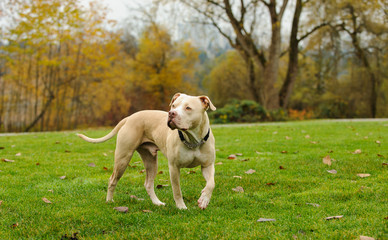 American Pit Bull Terrier dog outdoor