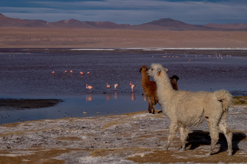 Animal Llama y Alpacas en Bolivia Sur America  en su entrono natural