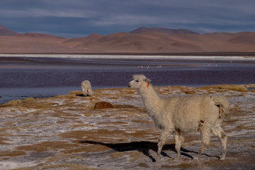 Animal Llama y Alpacas en Bolivia Sur America  en su entrono natural
