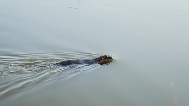 Coypu, nutria in the wild, swims in rates, lake in slow motion