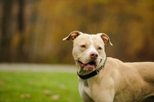 American Pit Bull Terrier dog outdoor