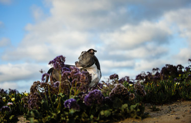 American Pit Bull Terrier dog outdoor