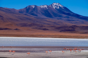 Flamencos bolivianos junto a montañas nevadas
