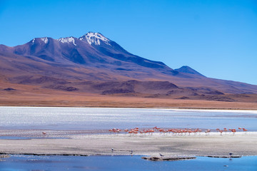 Flamencos bolivianos junto a montañas nevadas