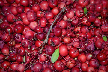 Ripe fruits of the wild Siberian apple tree Malus baccata close-up.