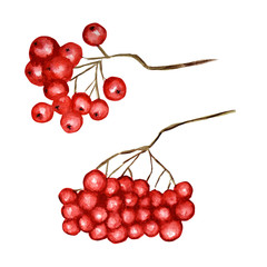 Red rowan Beautiful bright Autumn berries seasonal set, nature berry, autumnal botanical isolated on a white background. Watercolor autumn element hand drawn illustration.