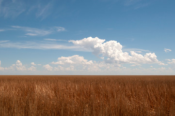 Obraz premium Field of straw after wheat grain is harvested