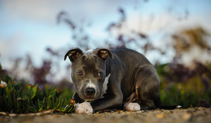 American Pit Bull Terrier dog outdoor