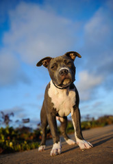 American Pit Bull Terrier dog outdoor