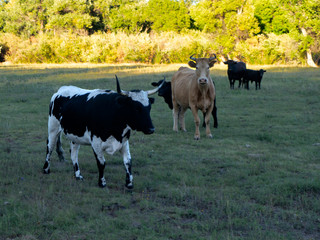 Yolo Cows and Calves