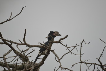 Isolated Trumpeter hornbill perched on a tree in Umkhuze game reserve South Africa