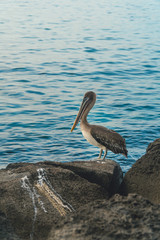 Beautiful brown pelican birds. Natural wildlife shot in San Cristobal, Galapagos. Pelicans bird resting on rocks with ocean sea background. Wild animal in nature.