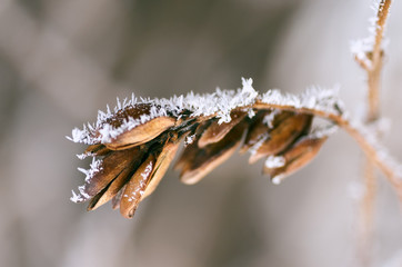 Frost on branches. Twig covered with hoarfrost,close up.Beautiful winter seasonal natural background.Winter landscape/Frozen tree branch.Winter Frost