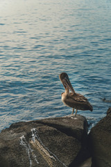 Beautiful brown pelican birds. Natural wildlife shot in San Cristobal, Galapagos. Pelicans bird resting on rocks with ocean sea background. Wild animal in nature.