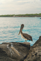 Beautiful brown pelican birds. Natural wildlife shot in San Cristobal, Galapagos. Pelicans bird resting on rocks with ocean sea background. Wild animal in nature.