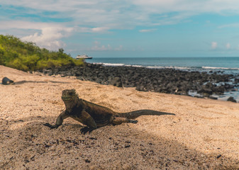  Galapagos Marine Iguana on sand. Natural wildlife shot in San Cristobal, Galapagos. Beautiful beach with ocean sea background. Wild animal in nature.