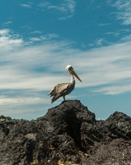 Beautiful brown pelican birds. Natural wildlife shot in San Cristobal, Galapagos. Pelicans bird resting on rocks with ocean sea background. Wild animal in nature.