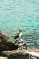 Fototapeta na wymiar Beautiful blue footed boobie bird. Natural wildlife shot in San Cristobal, Galapagos. Boobies resting on rocks with ocean sea background. Wild animal in nature.