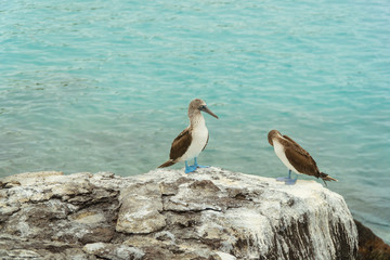 Beautiful blue footed boobie bird. Natural wildlife shot in San Cristobal, Galapagos. Boobies resting on rocks with ocean sea background. Wild animal in nature.