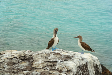 Fototapeta na wymiar Beautiful blue footed boobie bird. Natural wildlife shot in San Cristobal, Galapagos. Boobies resting on rocks with ocean sea background. Wild animal in nature.
