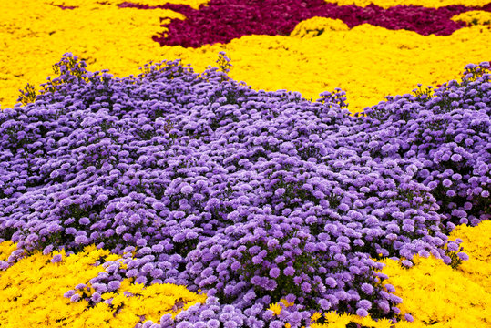 Purple And Yellow Mums