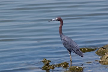 Fototapeta premium Little Blue Heron standing at water's edge