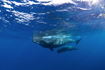 Fototapeta premium sperm whale, physeter macrocephalus, Indian Ocean 
