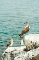 Beautiful blue footed boobie bird. Natural wildlife shot in San Cristobal, Galapagos. Boobies resting on rocks with ocean sea background. Wild animal in nature.