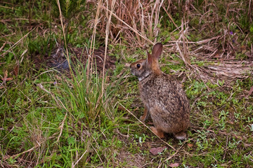 Wild rabbit in grass at the edge of woods
